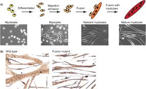 We did not find results for: Myogenesis A The Development Of Skeletal Muscle Tissue Begins When Download Scientific Diagram