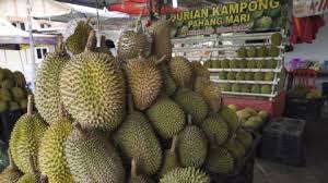Durian udang merah vs musang king. Durian Musang King Stock Video Footage 4k And Hd Video Clips Shutterstock