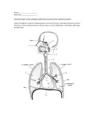 Respiratory System Diagram Quiz Respiration System To Label