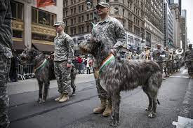 See The Wild Ways The World Is Celebrating St Patrick S Day Irish Wolfhound Dogs Irish Wolfhound Military Dogs