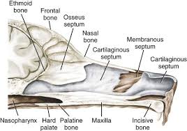 The sinuses are air pockets that extend from the canine nasal cavity. The Respiratory System Veterian Key