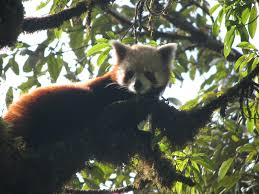 Animal groups and babies often have strange names. The Red Pandas Of Sikkim Wwf