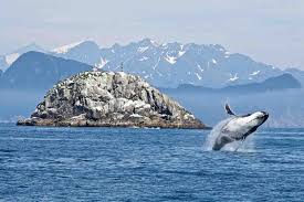 Yes, kenai fjords is one of only three parks in alaska that can be accessed by road. Monitoring Natural Resources In Kenai Fjords National Park U S National Park Service