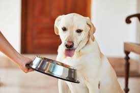 The following list contains excessive protein and coffee glycemic index foods to be suitable for a diabetic dog. Large Breed Special Needs The Dog Blog Diabetic Dog Food Diabetic Dog Healthy Dog Food Recipes