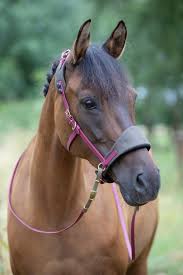 The horse forum since 2006 a forum community dedicated to horse owners and enthusiasts. Equitrense Sidepull Equimero