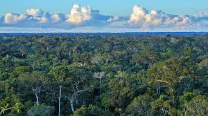 Dies ist zwar nicht korrekt, jedoch bindet der amazonas einen beachtlichen anteil an co2. Der Amazonas Regenwald Brennt Was Konnen Wir Tun Wwf Junior