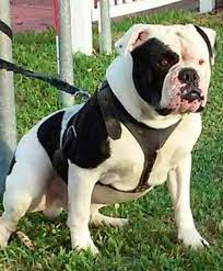 Pin By Soleman Frans On Dogs American Bulldog Puppies American Bulldog Rescue American Bulldog