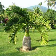 The best 16 plants for your home garden. 5 Pcs Palm Tree Bonsai Garden Ornament Evergreen Trachycarpus Fortunei Bonsai Tropical Landscape Plants Home Garden Buy At The Price Of 0 34 In Aliexpress Com Imall Com