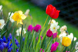 I have so many plans for my garden. Spring Season Wikipedia