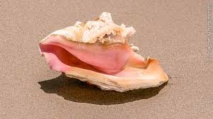 3 Big Queen Conch Shells Beautiful Color Ca 1980 - Etsy New Zealand