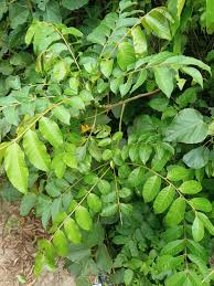 Image result for Cordia sp.A.