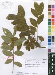 Image result for Paropsia brazzeana