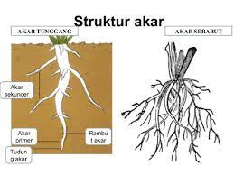 Beberapa contoh tumbuhan yang memiliki akar tunggang diatas membuktikan bahwasanya akar jenis ini memang sangat besar dan kokoh. Akar Tumbuhan Jenis Jenis Dan Fungsinya Terlengkap Penjaskes Co Id