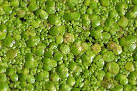 Image result for Spirodela