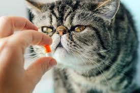 Purchased privately, your cat will cost anything from £200 up to £1000, it all depends on the breed we think the cost to insure your pet cat throughout its entire life to be around £1900 in today's money. Vet Visits For Cats How Much Will It Cost 2021 Price Guide Pet Keen