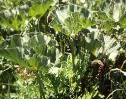 Image result for Gunnera perpensa