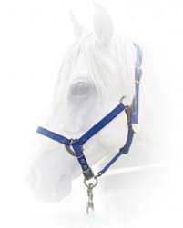 hamilton halter large