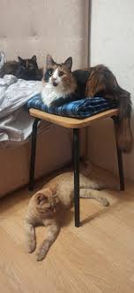 Cat porn - pictures, memes and posts on JoyReactor