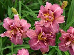 Daphne offers incredibly fragrant blooms from late spring to early fall and has a nice, compact form (only growing about where would you find another shrub, other than a hibiscus, that starts blooming in july and goes until october? Perennials For Summer And Fall Hgtv