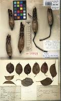 Image result for Entandrophragma delevoyi