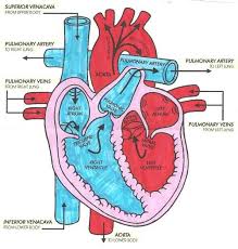 diagram of blood flow list of wiring diagrams