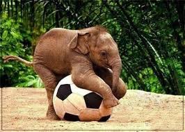 The First Day After The Amazing Discovery Of Naturally Occurring Baby Elephant Sized Soccer Balls Cute Animals Animals Beautiful Baby Elephants Playing
