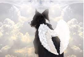 April Gray Photography Facebook Com Aprilgrayphotography Dog Pet Angel Heaven Wings Bff Border Collie Dog Collie Puppies Dog Love