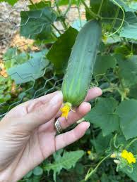 Image result for how to self pollinate cucumbers
