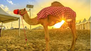 Acts in television show 4. Camel Riding Qatar Stroll Through The Arabian Deserts In A Fun Way