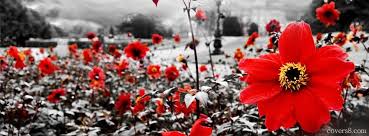 Black And White Flower Facebook Cover Photos Red Flowers In Black And White Field Facebook Cover For Timeline Facebook Cover Red Flowers Facebook Timeline Covers
