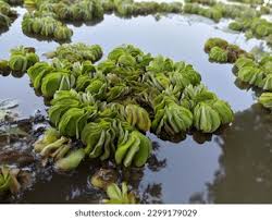 Image result for Salviniaceae