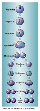 Mitosis is a nuclear division giving rise to genetically identical cells in which the chromosome number is maintained by the exact duplication of chromosome. 73 Cell Division Ideas Cell Division Teaching Biology Mitosis