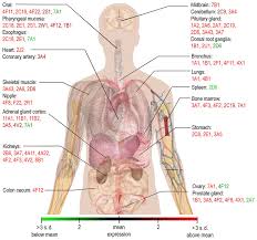 Check spelling or type a new query. Body Map Of Cytochrome P450 Enzyme Expression A Schematic Map Of The Download Scientific Diagram