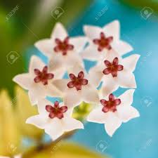 Find the perfect tropical flower on white stock photos and editorial news pictures from getty images. Close Up Of Small White Tropical Flowers Stock Photo Picture And Royalty Free Image Image 107290348