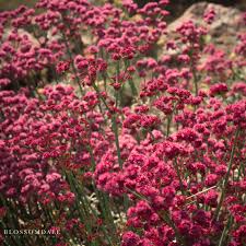 Image result for Eriospermum roseum