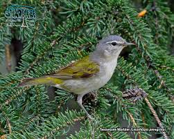 Image result for Tragiella natalensis