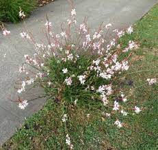 White Guara Butterfly Gaura Are Hardy In Usda Zones 5 10 But Grow Best In Hot Dry Climates Gaura Grow Best In Full Sun But Gaura Plant Fairy Garden Gaura