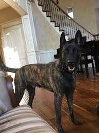 Diesel Dutch Shepherd Dog Malinois Puppies Belgian Malinois Puppies
