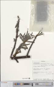 Image result for Phragmanthera dschallensis