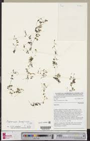 Image result for Peperomia fernandopoiana