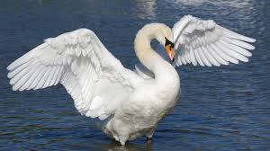222,095 likes · 1,121 talking about this. Mute Swan Suffolk Wildlife Trust