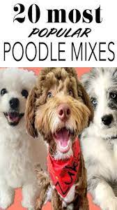 Check Out Our List Of 20 Most Popular Poodle Mixes Especially If You Have Allergies And Are Looking Fo Poodle Mix Poodle Mix Breeds Cocker Spaniel Poodle Mix