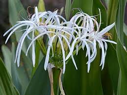 Image result for Crinum aurantiacum