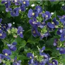 Image result for Nemesia