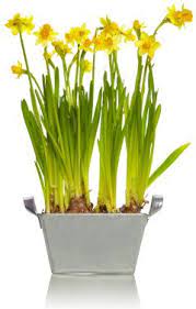 Growing Daffodils Indoors Forcing Daffodils Into Bloom Daffodil Bulbs Growing Bulbs Indoors Bulb Flowers