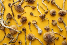 Image result for Psilocybin