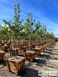 Image result for Bauhinia purpurea