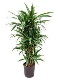 Check spelling or type a new query. Dracaena Deremensis Drachenbaum Verzweigt Terrapalme Heim Und Gartenshop