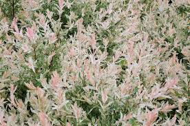 This willow shrub works well as a specimen plant since the leaves are variegated, featuring shades of pink, green, and white. Flamingo Dappled Willow Salix Integra