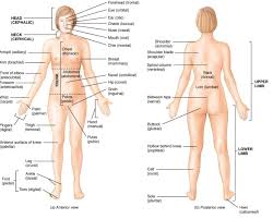 A woman has been arrested today in connection with the worst crash in the history of the tour de france. Human Body Anatomy With Label Health Images Reference
